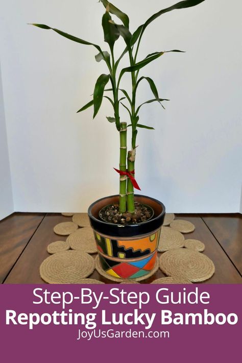 Lucky Bamboo, aka Dracaena sanderiana, is typically sold in water. Did you know that Lucky Bamboo grows in soil also? This is a step by step guide to repotting Lucky Bamboo outlining when to repot, pot size, soil for Lucky Bamboo, after care, & much more. Beautiful Lucky Bamboo plants will add to your plant decor! Lucky Bamboo Care, Dracaena Sanderiana, Repotting Plants, Ribbon Plant, Growing Bamboo, Lucky Bamboo Plants, Bamboo In Pots, Bamboo Care, Bamboo Roots