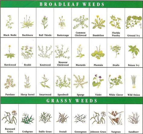 My lawn: nothing but a collection of every weed known to mankind. Scotts weed… Common Garden Weeds, Common Lawn Weeds, Grass Weeds, Weeds In Lawn, Lawn Care Tips, Garden Weeds, Community Garden, Moon Garden, Plant Identification