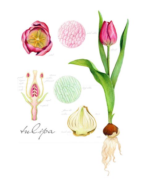 Succulents Illustration, Botany Illustration, Illustration Rose, Botanical Sketchbook, Botanical Flowers Print, Cherry Blossoms Illustration, Planting Tulips, Cactus Illustration, Blue Lotus Flower