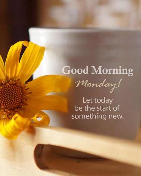 Happy Monday! Let's focus on the power of positivity and how it can change our lives! #motivationalmonday #NewBeginning#FreshStart Morning Monday Quotes, Positive Monday, Gd Mrng, Happy Monday Quotes, Happy Monday Morning, Monday Morning Quotes, Good Morning Monday, Inspirational Good Morning Messages, Manic Monday