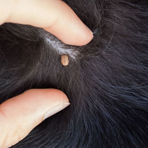 Engorged Tick How Do You Remove A Tick From A Dog, Removing Ticks From Dogs, Remove Ticks From Dogs, How To Get Rid Of Ticks On Dogs, Removing A Tick From A Person, How To Remove Ticks From Dogs, Tick Bites On Dogs, Ticks On Humans, Tick Removal Dog