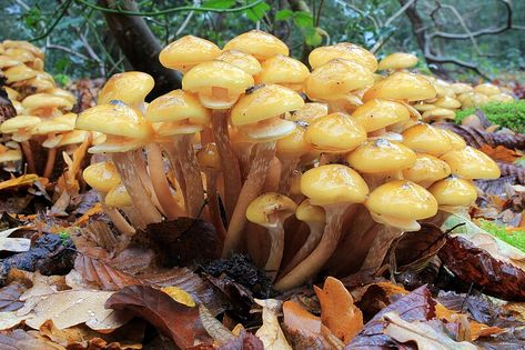 Armillaria mellea - Wikipedia Sneaky Sasquatch, Honey Mushrooms, Homo Floresiensis, Mushroom Guide, Mushroom Picking, Urban Wildlife, Colorful Mushrooms, Chicken Of The Woods, Mushroom Grow Kit