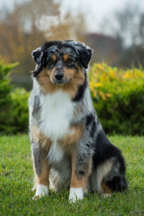 Herding Dogs Breeds, Miniature American Shepherd, Miniature Australian Shepherd, American Shepherd, All Breeds Of Dogs, Australian Shepherd Puppy, Cutest Puppies, Aussie Dogs, Australian Shepherd Dogs