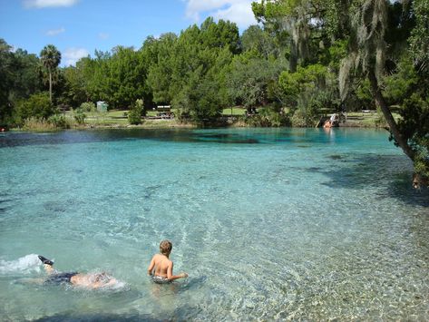 15 Best Swimming Holes in Florida Springs In Florida Swim, Florida Vacation Spots, Ocala National Forest, Water Photos, Florida Parks, Florida Camping, Sanibel Island Florida, Florida Adventures, Florida State Parks