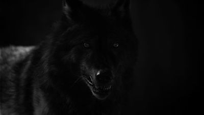 Werewolf Aesthetic, Amber Eyes, She Wolf, Wild Dogs, Black Wolf, Wolf Dog, Wolf Art, Aesthetic Gif, Teen Wolf