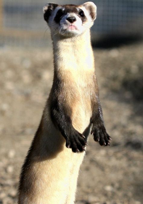 Black Footed Ferret Art, Black Footed Ferret Drawing, Ferret Standing Up, Ferret Fursona, Ferret Standing, Black Footed Ferret, Back From The Brink, Secondary Science, Cute Ferrets