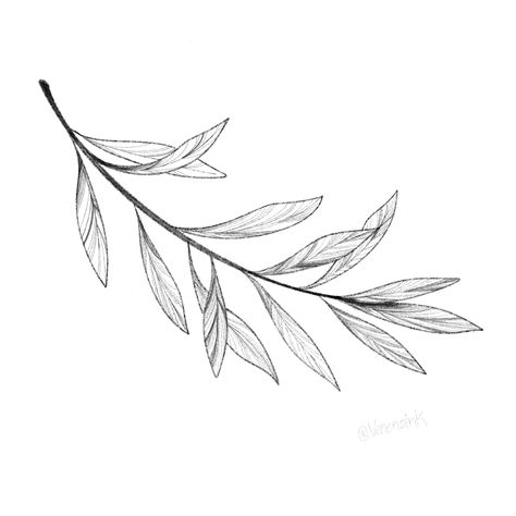 Willow Leaves Drawing, Olive Leaf Drawing, Olive Leaves Tattoo Design, Olive Branch Sketch, Olive Branch Drawing, Olive Leaf Tattoo, Olive Branch Tattoo, Branch Drawing, Around Arm Tattoo