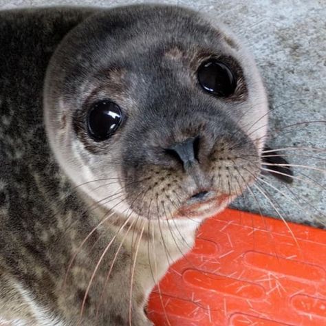 30 Pics Of Seals That Are Basically 'Sea Puppies' Shared By This Rescue Charity In Ireland Seals Cute, Cute Seals Pup, Sea Puppies, Baby Seal Pup, Seal Silly, Cute Animal Pfp, Seal In Ocean, Cute Sea Animals, Animal Pfp