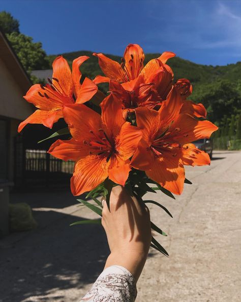 🧡🧡 . . . #ootd #orange #palazzopants #thrifted #thriftedlook #orangeflowers #orangelilies #lilies #simplethings #joy Tiger Lily Aesthetic, Orange Lilly, Orange Tiger Lily, Orange Lilies, Orange Lily, Tiger Lilies, Vision Board Images, Lily Bouquet, Stargazer Lily