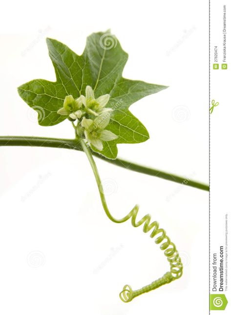 Bryony Stock Images - Image: 27620474 Spirals In Nature, Flower Illustrations, Dog Logo, Flowers Gardening, Wild Plants, Etched Glass, Flower Illustration, Reference Images, Flowers Nature