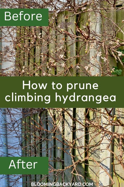 Climbing Hydrangea On Fence, Climbing Hydrangea Fence, Climbing Hydrangea On House, Climbing Hydrangea Trellis, Hydrangea Climbing, Climbing Hydrangea Vine, Hydrangea Vine, Pruning Shrubs, Large Trellis