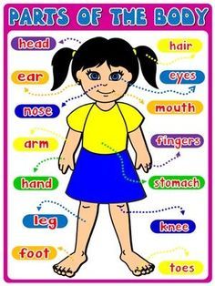 Parts of the body - Poster Multi Language Poster, Parts Of Body For Kids, Educational Posters For Kids, Doll Printies, Body Parts For Kids, Preschool Charts, Parts Of Body, Body Preschool, Body Parts Preschool