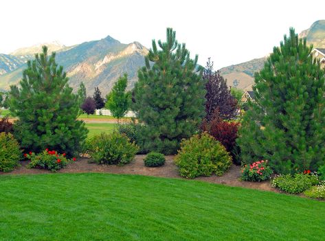 Gardening+around+Trees | ... trees if there is a soul to a garden surely it lies within the trees Cedar Landscaping, Landscaping Grasses, Landscaping Sketch, Landscaping Fence, Small Landscaping, Landscaping Edging, Landscaping Photography, Quotes Perspective, Inexpensive Landscaping