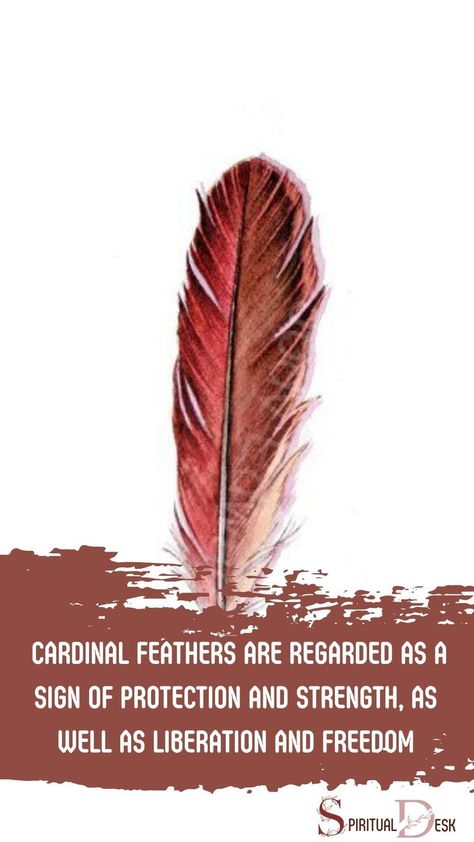 Cardinal feathers are believed to have acted as a sign of spiritual guidance throughout history. In many spiritual traditions, cardinal feathers are regarded as a sign of protection and strength, as well as liberation and freedom. #act #believe #freedom #strength #protection #tradition #traditions Cardinal Feather Meaning, Cardinal Feathers, Feather Spiritual Meaning, Cardinal Birds Meaning, Cardinal Meaning, Cardinal Feather, Find Your Spirit Animal, Feather Meaning, Feather With Birds Tattoo