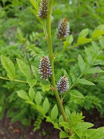 Licorice - The Lost Herbs Native American Remedies, Licorice Plant, Licorice Tea, Medicinal Herbs Garden, Herbs Garden, Sea Vegetables, Adaptogenic Herbs, Tea Garden, Licorice Root