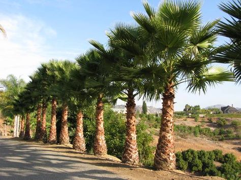 Mexican Palm Tree, Washingtonia Palm Landscape, Washingtonia Palm, Mexican Fan Palm Tree, King Palm Tree Landscape, Road With Palm Trees, Mexican Fan Palm, Fan Palm, Farmhouse Garden