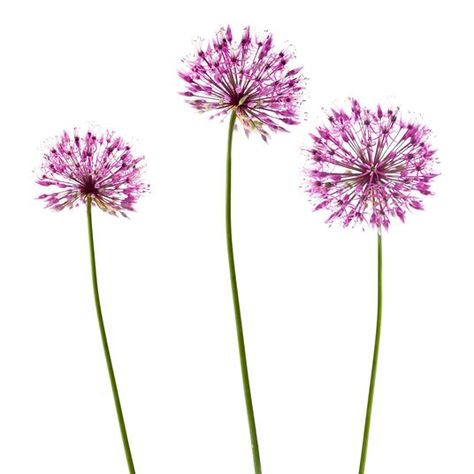 ALLIUM - Flowers We Love - Flower.Style Magazine Alium Flower, Allium Giganteum, Flower Dictionary, Allium Flowers, Roman Love, Flower Style, Easy Learning, Language Of Flowers, White Stock