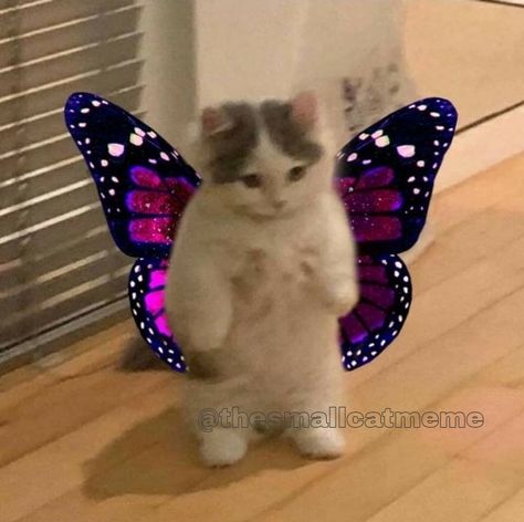 wholesome cat meme butterfly wings mariposa barbie uwu kitty reaction pic memes wholesomeness cute Uwu Reaction Pic, Cat With Butterfly Wings, Animal Reaction, Funny Butterfly, Wholesome Cat, Cat And Butterfly, Flying Cat, Pretty Meme, Cat Pfp