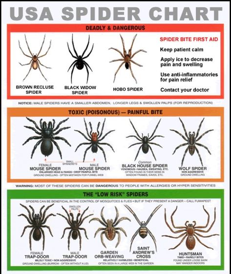 The poisonous spiders of the United Sates are at the top of this quick reference chart. Spider Identification Chart, Black House Spider, Birds Activities, Spider Chart, Spider Identification, Hobo Spider, Dangerous Spiders, Poisonous Spiders, Spider Venom