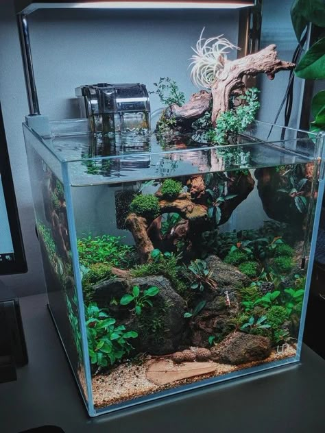 Asian Fish Tank, Bio Fish Tank, Aquarium Fish Tank Ideas, Cube Fish Tank Ideas, Live Fish Tank, Fish Tank Inspiration, Shrimp Aquarium Ideas, Aquarium Tank Ideas, Shrimp Fish Tank