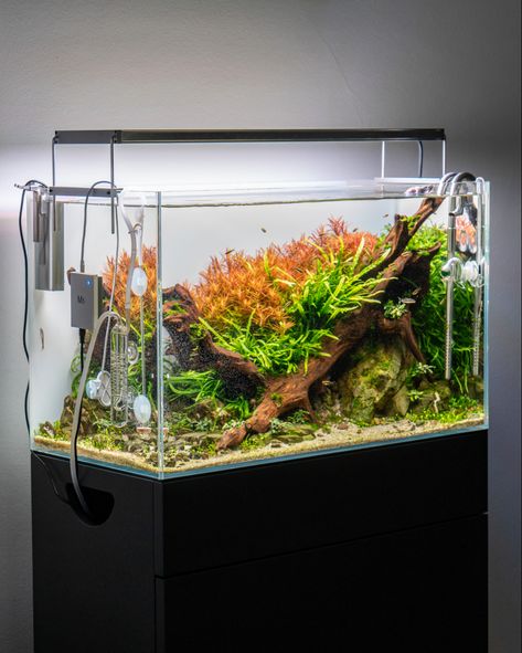 Aquarium, Aquascape Ada 60p Aquascape, Nature Style Aquascape, 60p Aquascape, Aquascaping Ideas, Aquarium Inspiration, Aqua Scaping, Aquascape Ideas, Aquascape Design, Fresh Water Fish Tank