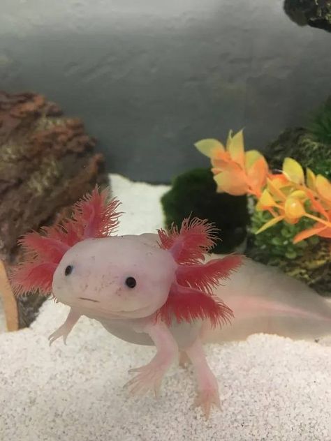 The Importance of Cycling an Aquarium Before Adding an Axolotl - Yoors Axolotl Pictures, Alphabet Aesthetic, Pet Axolotl, Axolotl Tank, Axolotl Cute, Therian Stuff, I Love Math, Cute Axolotl, Sea Slugs