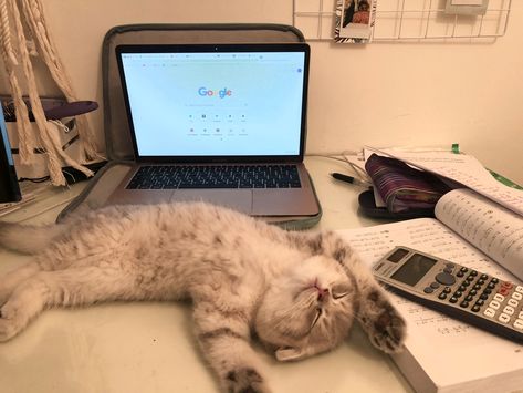 Cat At Work, Science Study, Cutie Cat, Funny Poses, Animals Dogs, Fancy Cats, Cute Cats Photos, Pet Animals, Cat Aesthetic