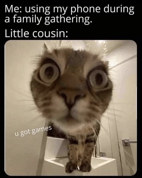 20 Wholesome Cat Memes For People Wishing They Were At Home With Their Cats Right Now - I Can Has Cheezburger? Latest Funny Jokes, Funny Images Laughter, Funny Joke Quote, Funny Animal Jokes, Very Funny Jokes, Humor Memes, Funny Fun Facts, Very Funny Pictures, Extremely Funny Jokes