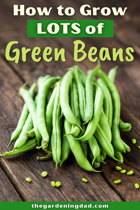 Green Beans Garden, Bean Garden, Growing Green Beans, Growing Beans, Tattoo Plant, Bean Plant, Growing Cucumbers, Bush Beans, Growing Greens