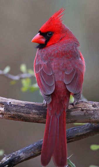 Cardinals Birds, Northern Cardinal, Cardinal Birds, Airbrush Art, Red Bird, Backyard Birds, Bird Pictures, Exotic Birds, Pretty Birds