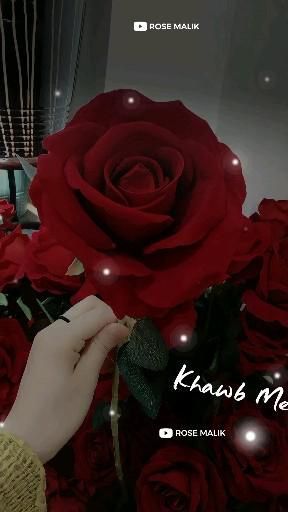 #Lovesongstatus #Femalesadsongstatus Happy Rose Day My Love Video, Love Rose Romantic, Romantic Songs Video Status, Loving Video, New Song Status, Female Songs, B Love, Love Yourself Lyrics, Bridal Songs