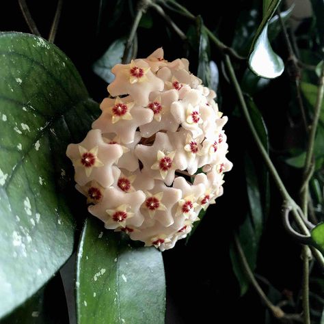 Hoya Carnosa | Everything You Need To Know About Wax Plants - My Tasteful Space Low Maintenance Indoor Plants, Wax Plant, Arrowhead Plant, Hoya Carnosa, Wall Clips, Foraged Food, Indoor Climbing, Easy Care Plants, Trailing Plants