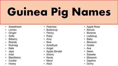 Guinea Pig Names Girl, Ava Cute, Guinea Pig Names, Blackberry Cookie, Pig Names, Female Guinea Pigs, Blackberry Cookies, Names Male, Exotic Names