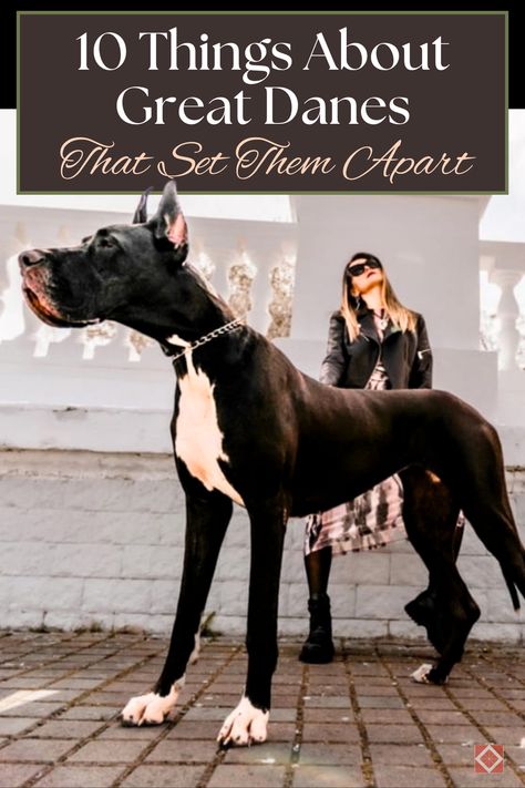 🐶 The Great Dane is a dog breed that's larger than life in both size and personality. Uncover 10 incredible facts that highlight what makes this breed so distinctive, from their history as noble companions to their gentle temperament. A must-read for anyone interested in this towering breed! #GreatDane #DogBreeds #BigDogs Great Dane Temperament, Harlequin Great Danes, The Great Dane, Tallest Dog, Beautiful Dog Breeds, Big Dog Breeds, Great Danes, Dane Dog, Great Dane Dogs