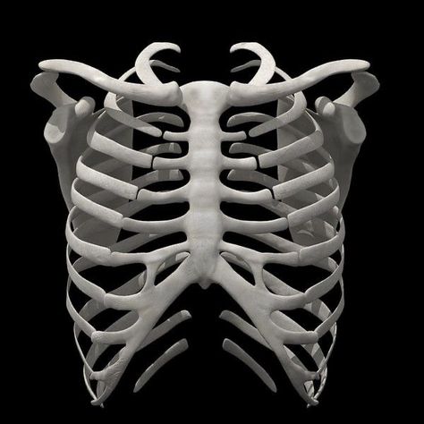 Human Skeleton, Grunge Aesthetic, Home Screen, App Icon, Skeleton, Anatomy, Bones, Ios, Layout