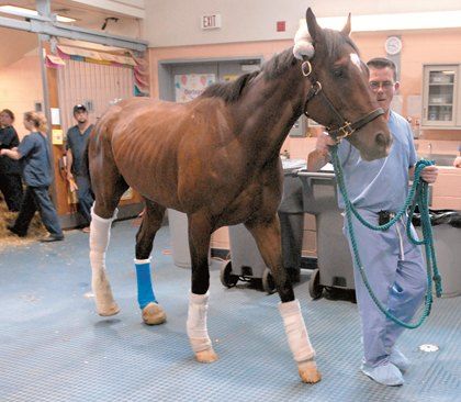 Equine Vet, Vet Pictures, Vet School Motivation, Veterinary Studies, Equine Veterinarian, Equine Veterinary, Large Animal Vet, Veterinary School, Vet Assistant