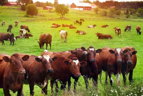 Herd Of Cows, Cow Feed, Farming Business, Livestock Farming, Dairy Cattle, Farm Business, Beef Cattle, Cattle Ranching, Cattle Farming