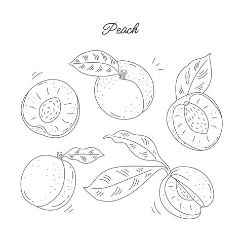 Free Vector | Hand drawn peach outline illustration Peach Outline, Outline Illustration, Vector Hand, Graphic Resources, Hand Drawn, Vector Free, How To Draw Hands, Illustrations, Pattern