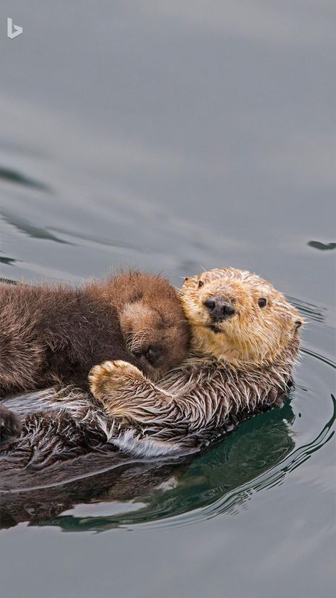 Otter Facts, Regard Animal, Otters Cute, Aesthetic Animals, Tattoo Animal, Animal Aesthetic, Sea Otters, Pretty Animals, Sea Otter