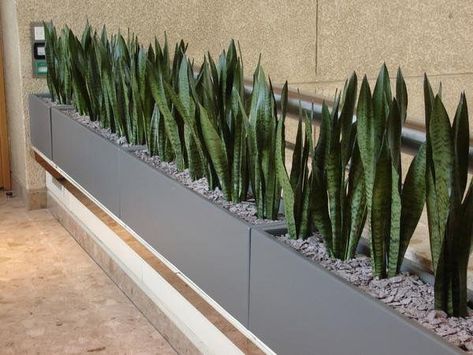 8 Plants That You Can Keep in Your Balcony - Ferns N Petals Sansevieria Trifasciata, Indoor Design, Indoor Planter, Interior Plants, Interior Garden, Garden Bed, Roof Garden, Terrace Garden, Snake Plant