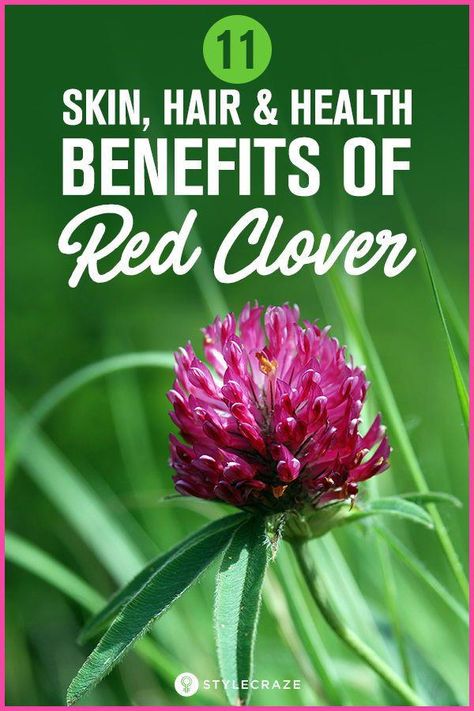 #10HealthTips Red Clover Uses, Herbs For Skin Health, Red Clover Tea Benefits, Red Clover Tincture, Clover Benefits, Benefits Of Red Clover, Red Clover Benefits, Herbalist Garden, Herb Remedies