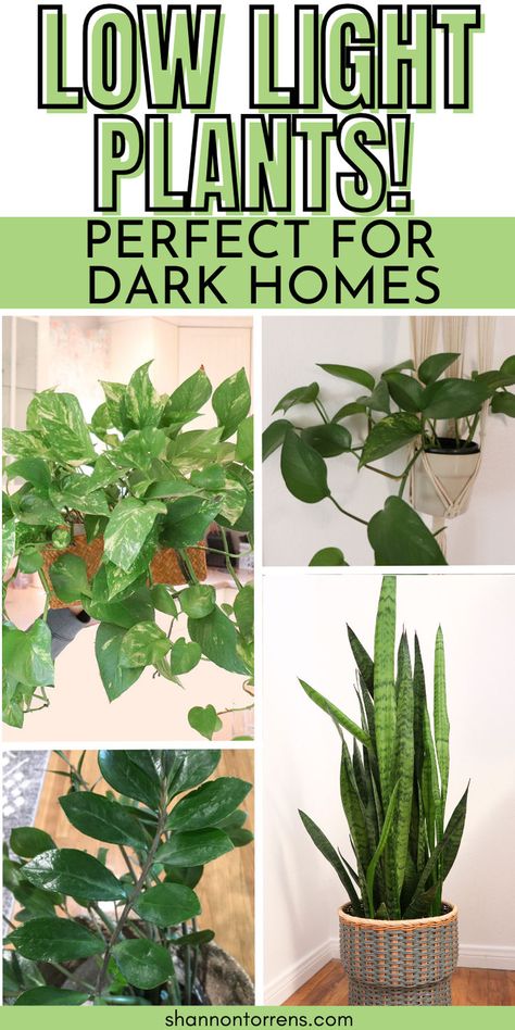 Low Light Plants Perfect for Dark Homes! Inside House Plants, Dark Homes, Low Light House Plants, Indoor Plants Low Light, Easy House Plants, Indoor House Plants, Low Light Indoor Plants, Succulent Landscape Design, Household Plants