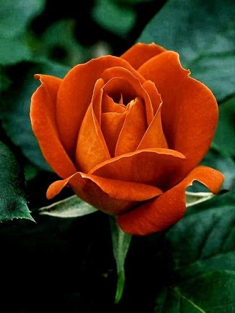 Rose Reference, Rosa Coral, Rose Flower Pictures, Heirloom Roses, Greenhouse Kit, Beautiful Flowers Photos, Parts Of A Flower, Hybrid Tea Roses, Garden Oasis