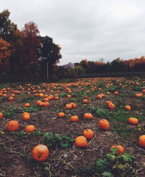 So many pumpkins. Cranberry Fluff, Pumpkin Field, Pumpkin Patch Pictures, October Country, Pumpkin Patch Sign, Pumpkin Farm, Holiday Side Dishes, Best Pumpkin, Autumn Scenery