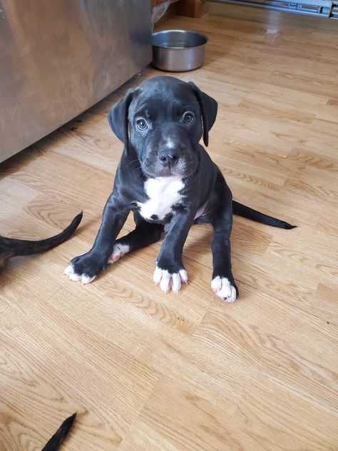 Pit Mix Puppies, Boxador Puppies, Lynx Kitten, English Bulldog For Sale, Boxer Puppies For Sale, Puppies For Sale Near Me, Boxer Puppy, Boxer Puppies, English Bulldog