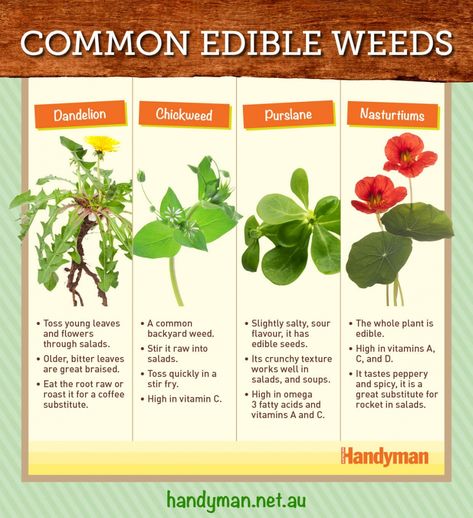 common edible weeds handyman magazine, Edible Weeds, Wild Food Foraging, Edible Seeds, Food Health Benefits, Organic Fruits And Vegetables, Wild Food, Edible Plants, Growing Vegetables, Garden Beds