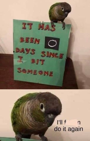 Love You Meme, Love Memes Funny, Animals Amazing, Cute Animals Puppies, Animated Animals, Memes Hilarious, Funny Birds, Baby Animals Funny, Cute Animal Photos