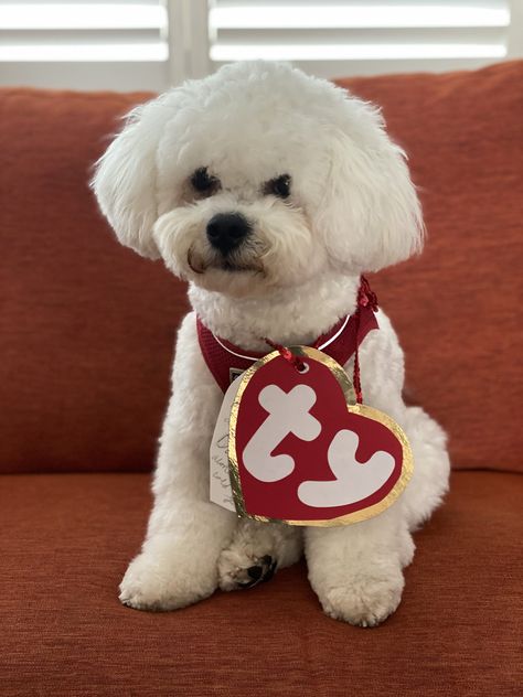 Easy Halloween costume for dogs Dog Fancy Dress Diy, Bichon Halloween Costume, Simple Dog Costumes Diy, Diy Dog Bee Costume, Diy Pet Halloween Costumes, Halloween Costumes For Dogs Diy, Ty Dog Costume, Big Dog Halloween Costumes, Dog Costume Diy