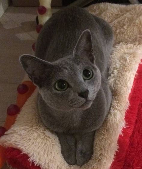 42 Blue Cat Names Russian Gray Cat, Russian Blue Aesthetic, Russian Blue Cat Aesthetic, Gray Cat Aesthetic, Grey Cat Aesthetic, Blue Russian Cat, Cat Russian Blue, Grey Cat Names, Aesthetic Cat Tattoo