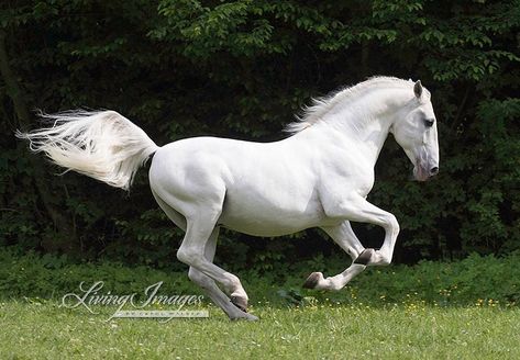 Stunning Lippizaner stallion runs in a field in Germany #carolwalker #wildhoofbeats #horse #lippizanerstallions #lippizaner… Lipizzaner Horse White, Lippizan Horse, Lippizaner Horses, Lipizzaner Horse, Horse Field, Lippizaner, Horses White, Chinese Zodiac Animals, Grey Horses